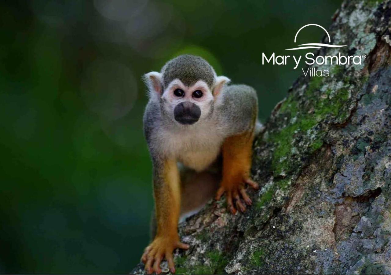 Mar Y Sombra Villas เกโปส ภายนอก รูปภาพ